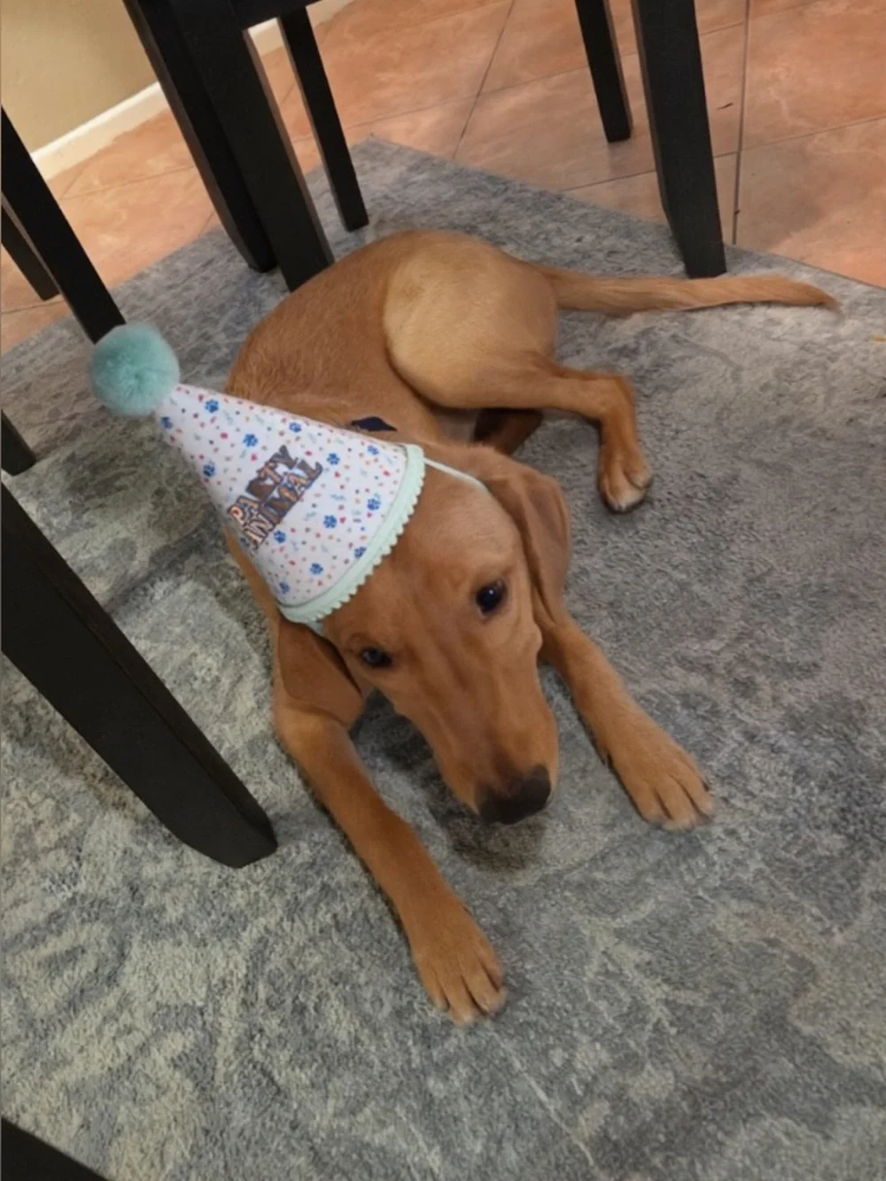 Dog Party Animal Birthday Hat - Mint Pom Pom